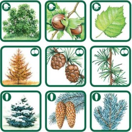 Pexetrio - Znáš naše houby?