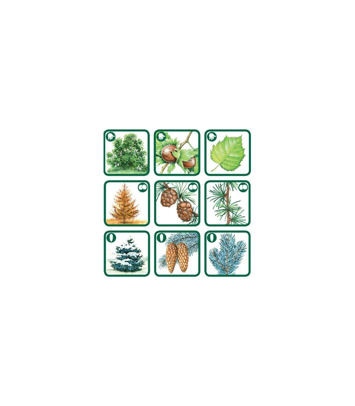 Pexetrio - Znáš naše houby?