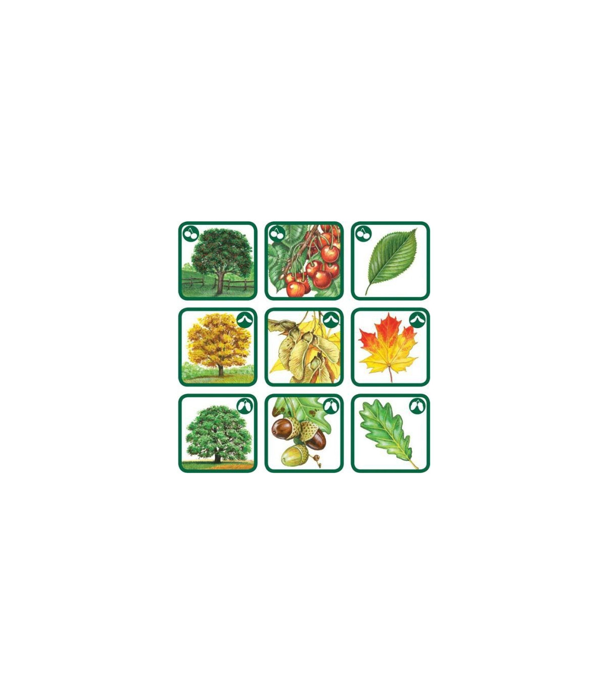 Pexetrio - Znáš naše houby?